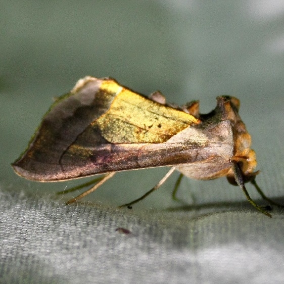 8897 Diachrysia balluca (Hologram Moth) Adams Co Oh 9-13-09