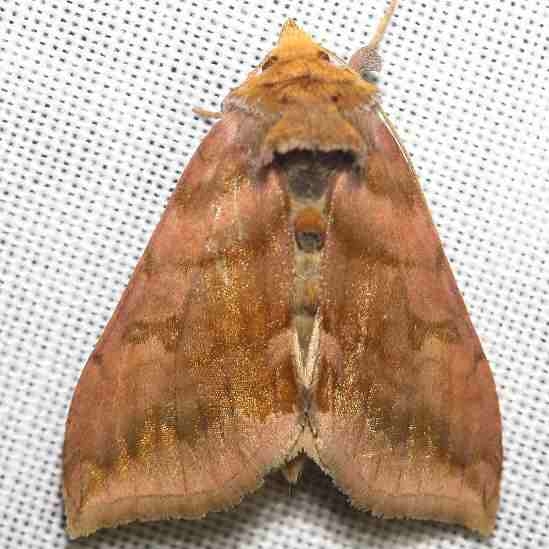 8898 Unspotted Looper Moth yard 8-31-12
