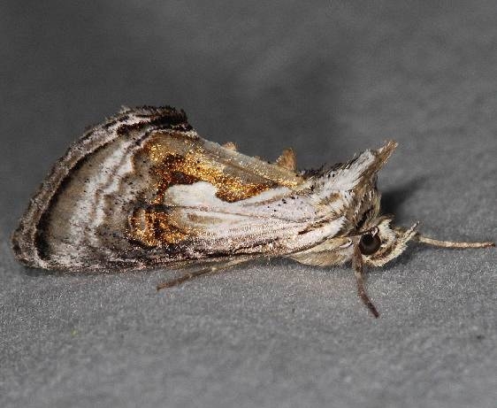 8904 Formosa Looper Moth Lake of the Woods Ontario 7-18-16
