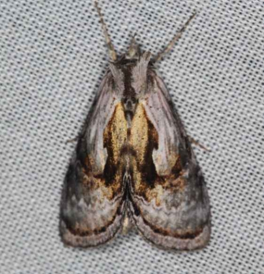8904 Formosa Looper Moth Lake of the Woods Ontario 7-25-16