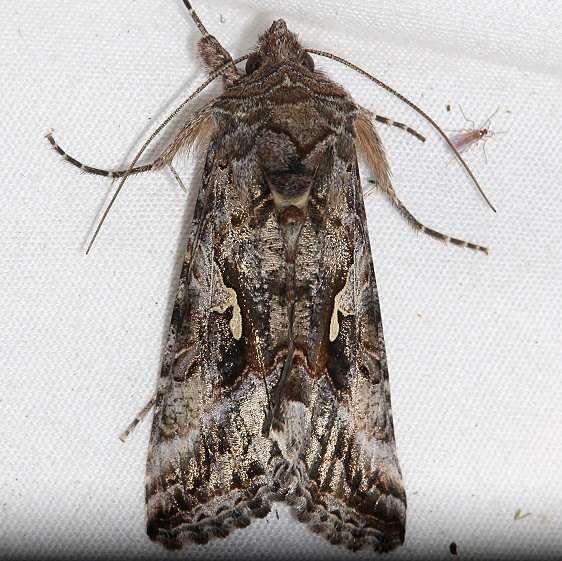 8914 Alfalfa Looper Moth Mueller St Pk Colorado 6-20-17 (10)_opt