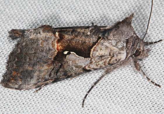 8927 Epigaea Looper Moth Lake of the Woods Ontario 7-19-16