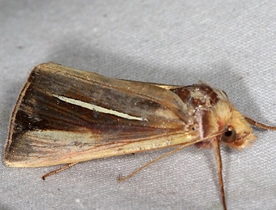 8953 White-streaked Looper Moth Lake of the Woods Ontario 7-25-16