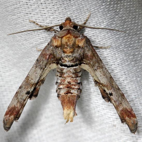 8955 Dark Marathyssa Moth Alexander Springs Ocala Natl Forest 3-18-13