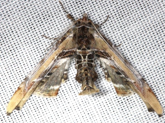 8956 Light Marathyssa Moth Carter Cave St Pk Ky 4-25-13