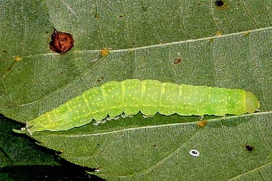 8957 Eyed Parctes Moth Caterpillar Cedar Bog 8-13-18 (20)_opt