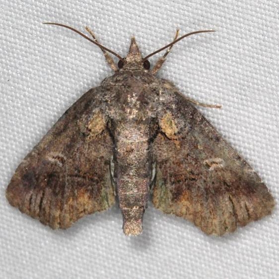 8959 Pygmy Paectes Moth Turkey Lake Shawnee St Pk Oh 6-12-15