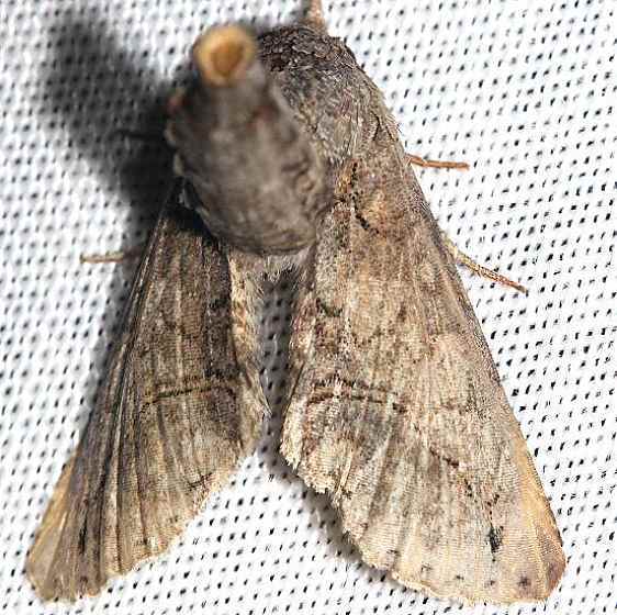 8959 Pygmy Paectes Moth worn yard 5-24-12