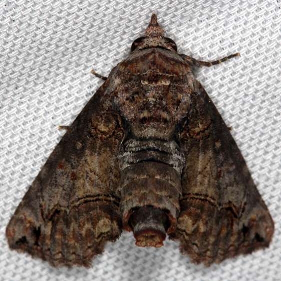 8962 Large Paectes Moth Tosohatchee WMA Fl 2-11-14