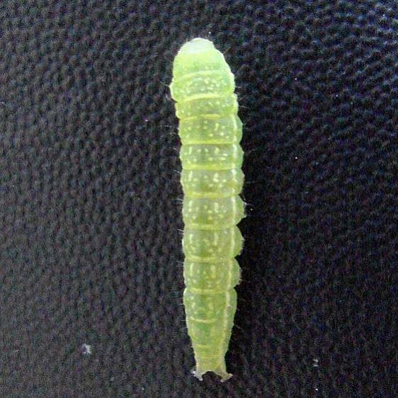 8962 Large Paectes tentative Caterpillar Grasshopper Lake Ocala Natl 3-15-12 (9)_opt