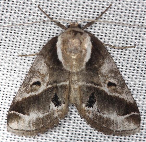 8969 Doubleday's Baileya Moth Thunder Lake UP Mich 6-23-13