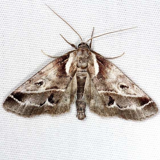 8969 Doubledday's Baileya Moth Thunder Lake UP Mich 6-21-14