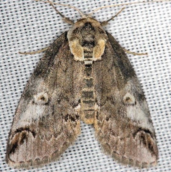8970 Eyed Baileya Moth Thunder Lake Mich UP 6-22-13