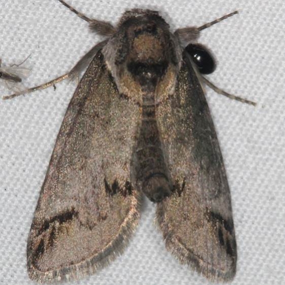 8970 Eyed Baileya Moth yard 5-25-15 (4)_opt