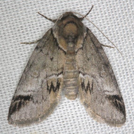 8971 Sleeping Baileya Moth yard 5-9-13