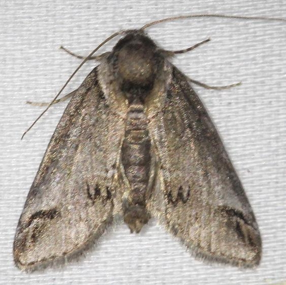 8973 Small Baileya Moth yard 5-28-13