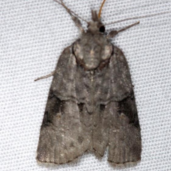 8975 Frigid Owlet Moth Thunder Lake UP Mich 6-21-14