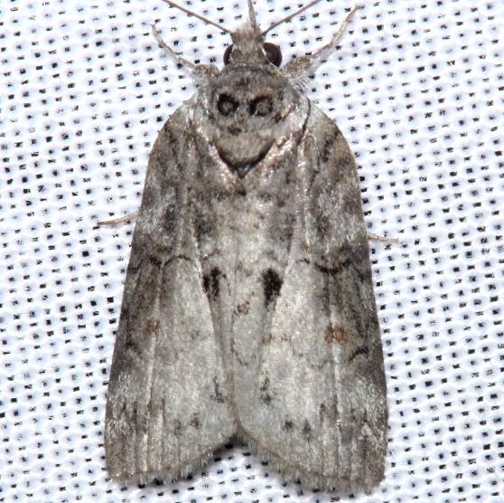 8978 Forgotten Frigid Owlet Moth yard 5-2-12