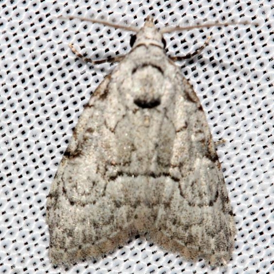 8983.2 Ashy Meganola Moth Grasshopper Lake Ocala Natl Forest 3-21-13