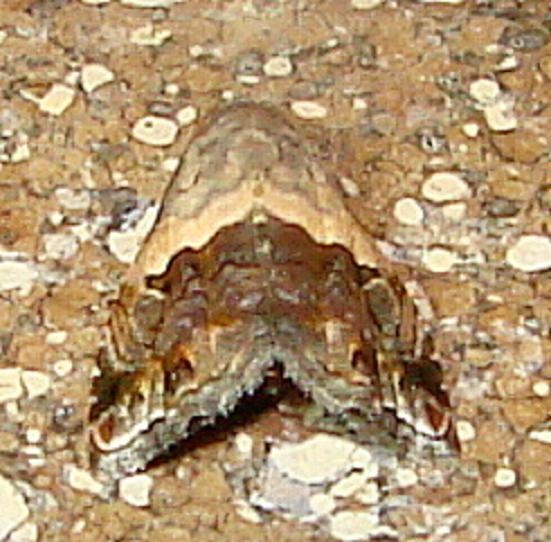 9011 Tripudia limbatus Moth Ventana Canyon Resort Tucson Az 9-10-12
