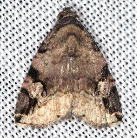 9030 Aerial Brown Moth Battelle Darby Biggert Rd 8-19-16