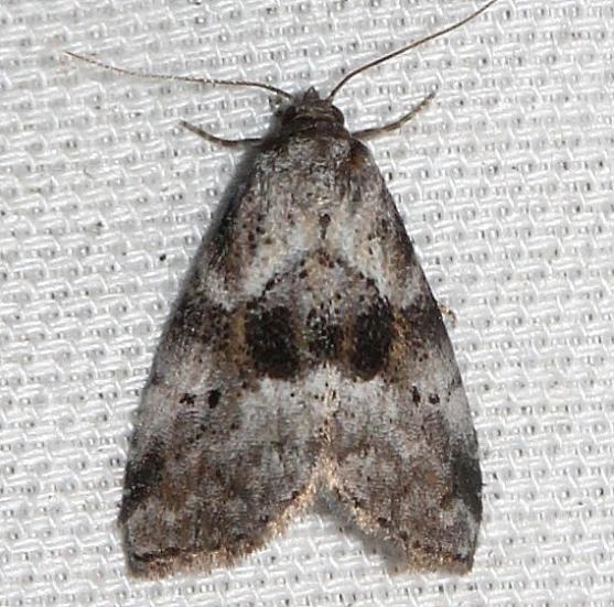 9040 Black-patched Graylet Moth Leslie Angel's house Tenn 8-24-12