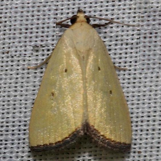 9044 Black-bordered Lemon Moth yard 6-15-12
