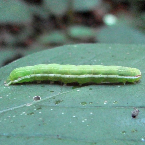 9065 Green Leuconycta Caterpillar 8-18-10