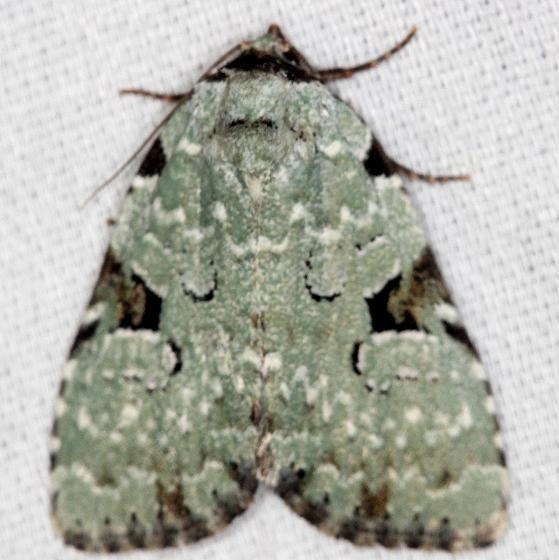 9065 Green Leuconycta Moth yard 5-27-13