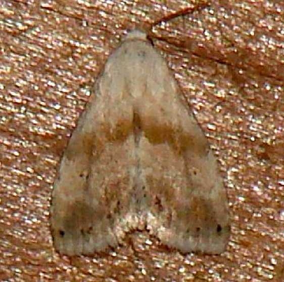 9076 Everlasting Bud Moth Benson State Park Texas 10-16-08_opt_opt