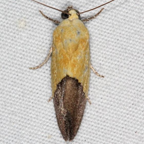9085 Half-yellow Moth Campsite 119 Falcon St Pk Texas 10-27-16 (1)_opt
