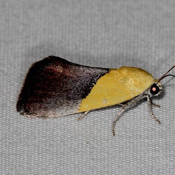 9085 Half-yellow Moth Mesa Verde Natl Pk Colorado 6-10-17 (12)_opt