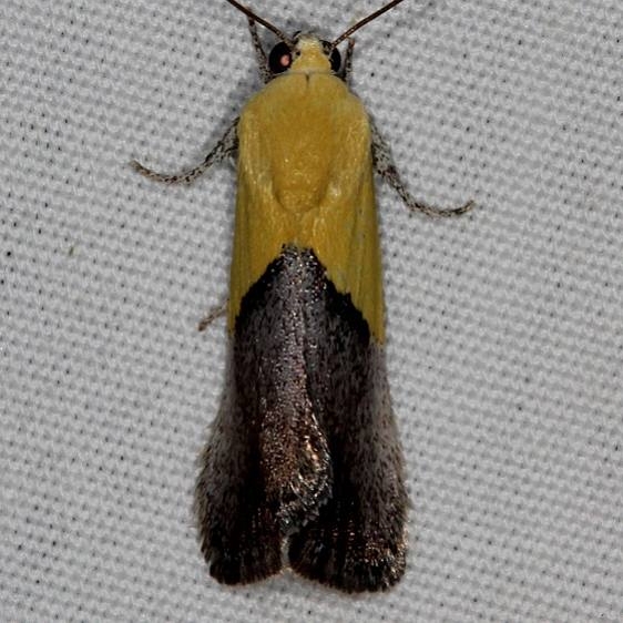 9085 Half-yellow Moth Mesa Verde Natl Pk Colorado 6-10-17 (13)_opt