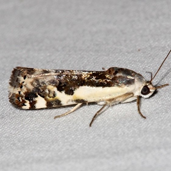 9111 Narrow-winged Midget Moth Colorado Natl Monument 6-17-17 (303)_opt