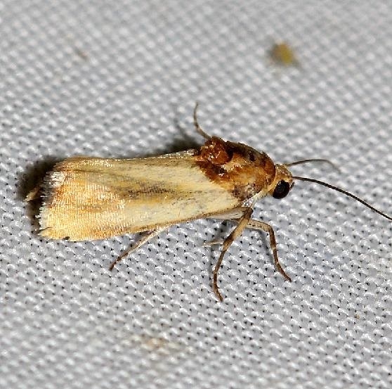 9131 Yellow Spragueia Moth male yard 6-11-12
