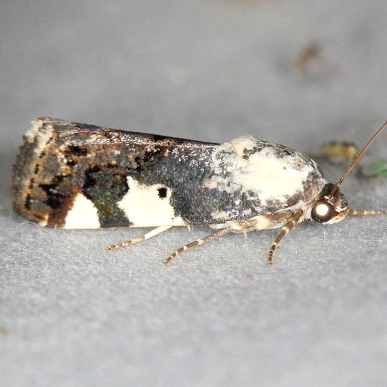 9136 Exposed Bird-dropping Moth female yard 6-5-13