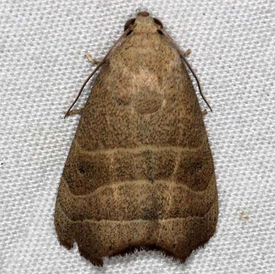 9168 Wavy Lined Mallow Moth Collier-Seminole St Pk 3-6-15