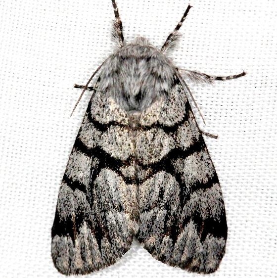 9182 Eastern Panthea Moth Thunder Lake Mich 6-21-13
