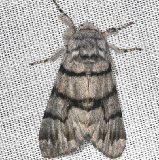 9182 Eastern Panthea Moth yard Orient Oh 8-11-13