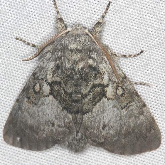 9184 Yellowhorn moth Mothapalooza Shawnee St Forest Oh 7-7-17 (82)_opt