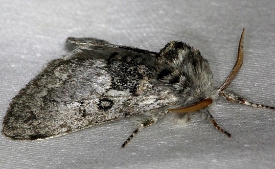 9185 Closebanded Yellowhorn Moth Carter Cave St Pk Ky 4-23-13