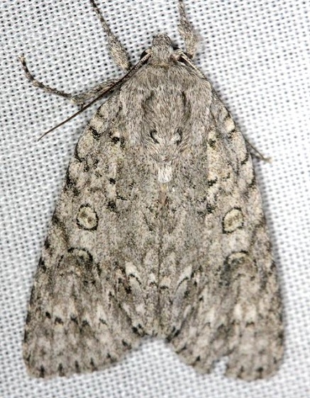 9199 Ruddy Dagger Moth Carter Cave St Pk Ky 4-23-13