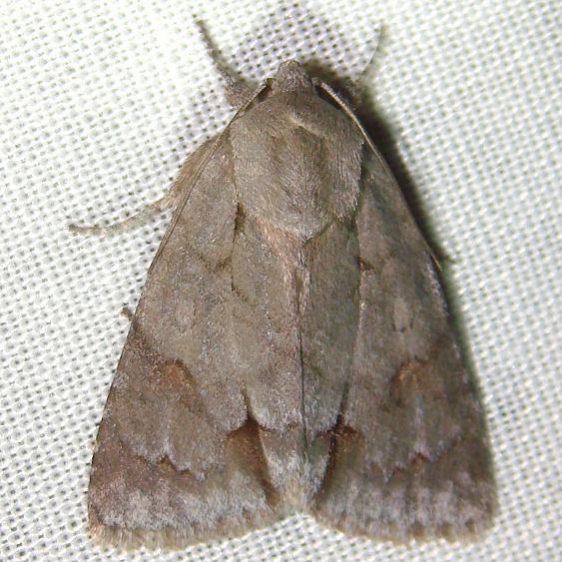 9211 Triton Dagger Moth Gold Head Branch State Park 2-15-12