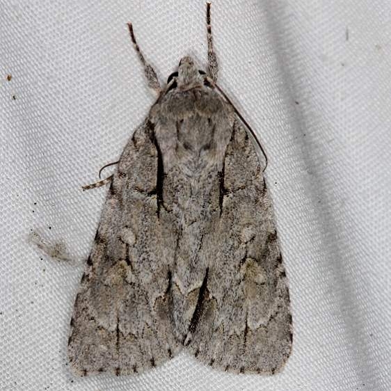 9212 Gray Dagger Moth Acronicta grisea yard 7-11-14