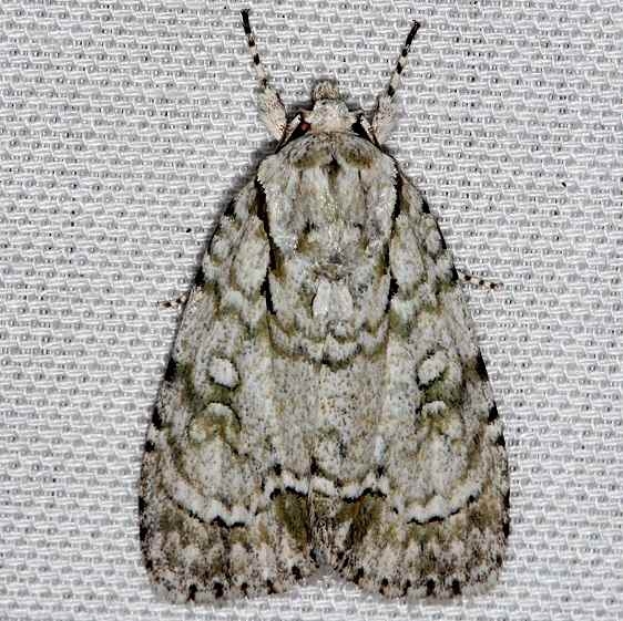 9225 Delightful Dagger Moth Kissimmee Prairie St Pk 2-16-14