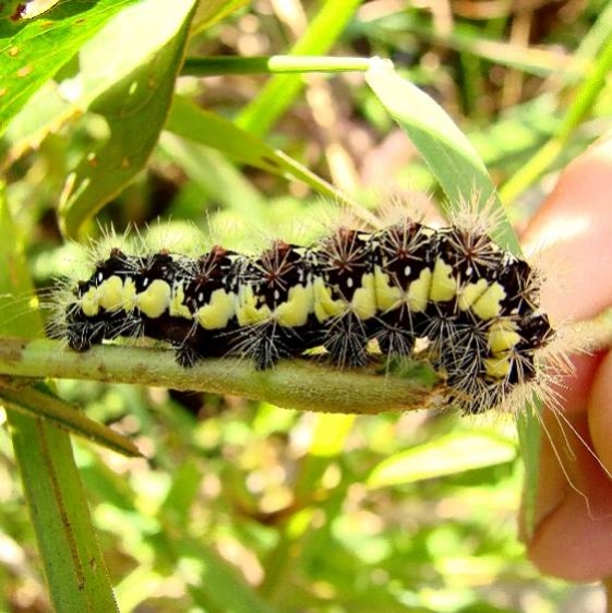 9229 Smeared Dagger caterpillar Beavercreek Wetlands 9-3-14