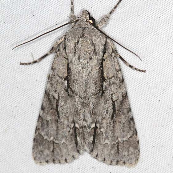 9229 Speared Dagger Moth yard remove old 8-24-17 (3)_opt
