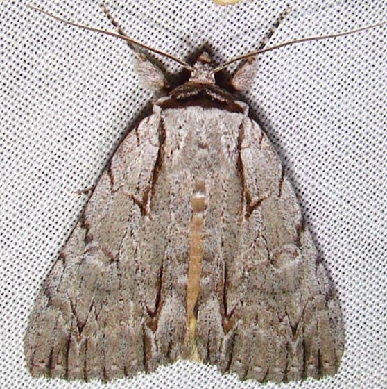 9236 Ochre Dagger Moth Paynes Prairie St Pk 3-21-12