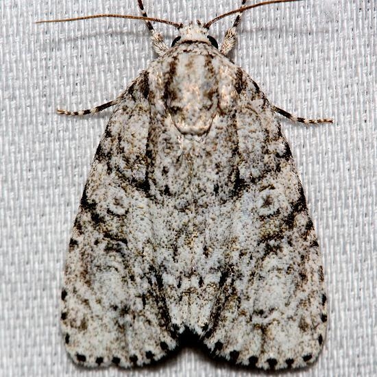 9245 Hesitant Dagger Moth Alexander Springs Ocala Natl Forest 3-19-13