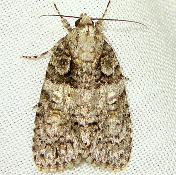 9249 Small Oak Dagger Moth Jenny Wiley Ky 4-26-12
